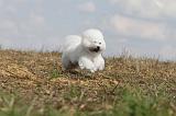 BICHON FRISE 135